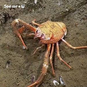 504K views · 327 reactions | Blink and you'll miss the squat lobster's unique swimming style. | Seeker by The Verge | Facebook