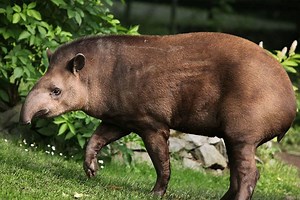 Tapir - Alchetron, The Free Social Encyclopedia