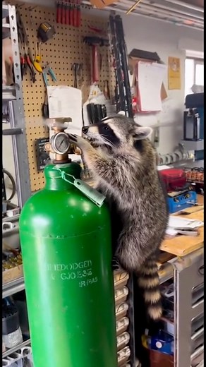 When curiosity goes too far 😳🦝 | Normal not normal