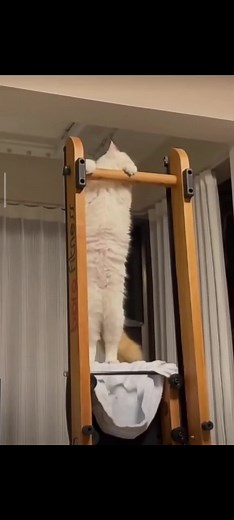 Acrobatic Cat: Cute Gymnastics Pet at Home!
