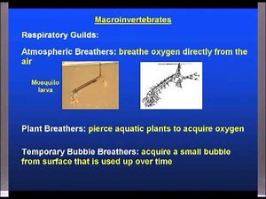 Understanding Macroinvertebrates