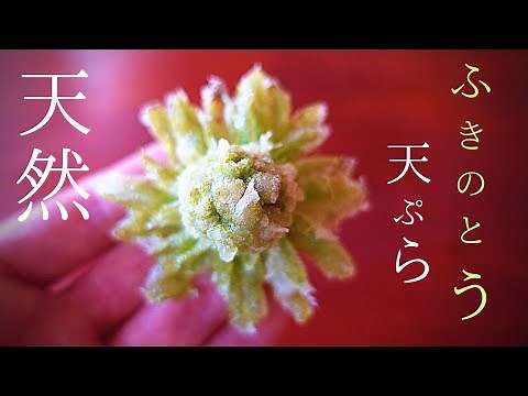 【保存版】ふきのとう 天ぷら〜花のように中からも温度を通しサクサクに揚げる方法
