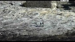 3.1K views · 42 reactions | The Ministry of Agriculture Water and Land Reform (MAWLF) has warned against a suspected Highly Pathogenic Avian Influenza (HPAI), commonly known as bird flu, in wild birds found along the coastline of Walvis Bay. https://bit.ly/354L3b5 | NBC Digital News | Facebook