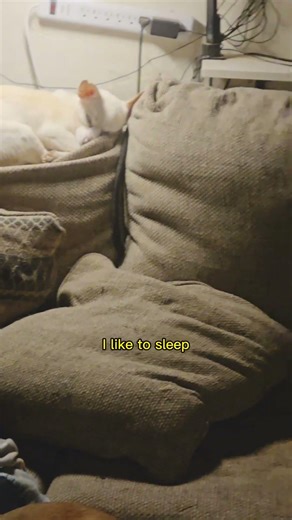 It’s a sleepy Thursday around here. #Dogs #Nap #Sleepy