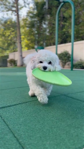 Adorable Cavachons: Made with Love and Raised with Purpose #Cavachons #CavachonsOfTikTok