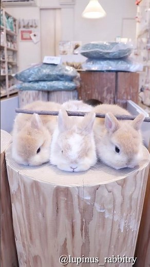 ファンタジーすぎる…りんごの枝でうさぎさん召喚🐇✨