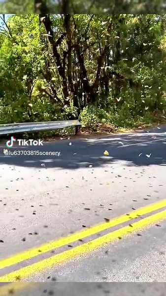 Mesmerizing Butterfly Sky Views: A Glimpse of Nature's Beauty