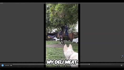 Understanding Dog Reactivity: A Deep Dive with Stella, Tank & Max