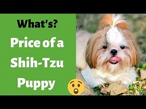 What's the cost of a Shih-Tzu puppy? | Shih-Tzu Price |