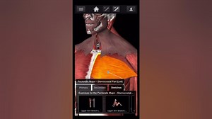 Bodybuilding - Chest workouts