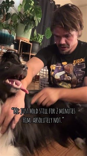 This dog cannot make anything easy! 😆 try a little grooming, he says, not gonna be easy! #dog #dogsoftiktok #dogtok #sheltie #puppy