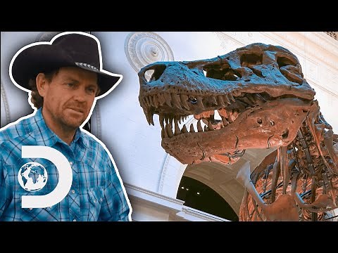 T-Rex Discovery Could Bring In Millions Of Dollars | Dino Hunters
