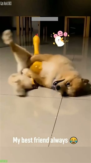 Cute Kittens 🐱 Cats Being Cats 😸 # #2661