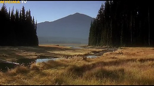 Homeward.Bound.The.Incredible.Journey.1993.480p.WEBRip.x264.MyCima.TV