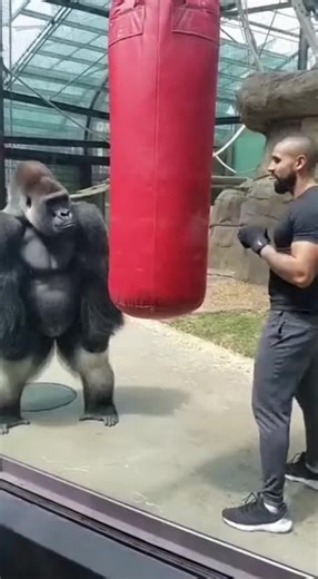 “🦍 ONE PUNCH FROM THE GORILLA LEFT HIM SPEECHLESS 🥊🦍” #gorilla #funnyanimals #funnyvideos #animals #zoo