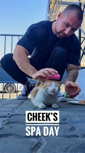 Keesya & Marshall | Cheeks got a much needed grooming session today. Seems like he enjoyed himself 😀 For those who don’t know; Cheeks is one of the stray cats... | Instagram