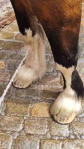 Make-over day for the Boys after coming in from the field this morning, all ready for Robinsons Brewery Farmers Market tomorrow ❤️💛 | Robinsons Shire Horses