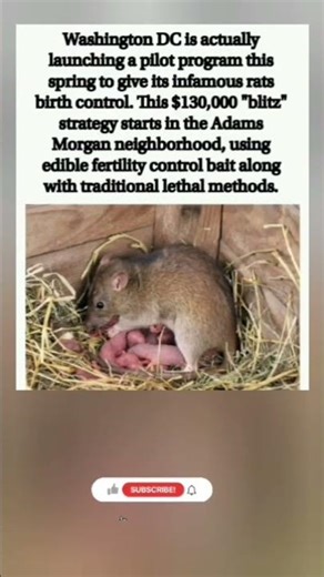 DC’s rats are officially getting better healthcare than most of us—they’re on birth control now! 🐀💊✨