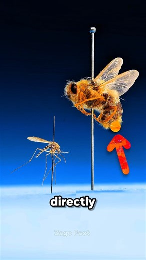 This Fly Uses Your Skin to Be Born 😨 #shorts