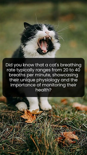 Uncover the secrets of cat physiology through their unique breathing patterns