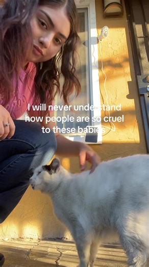 Any animals🥺 ( they have feeling too)#mistreatingcats #stopanimalshurrting
