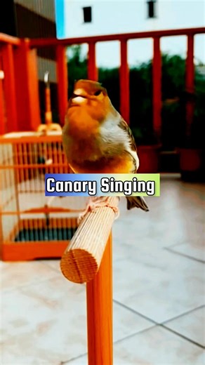 Canary Singing Training Video | Best Canary Singing | Canary Bird Sounds #galerikenariindonesia