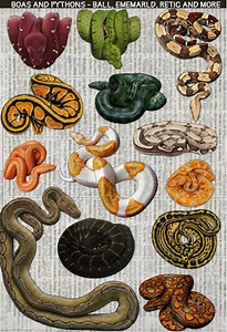 Realistic Snake Sticker Sheet - Ball Python, Red Tail Boa, Reticulated Python, Anaconda - Reptile Decals for Water Bottle & Laptop - Etsy