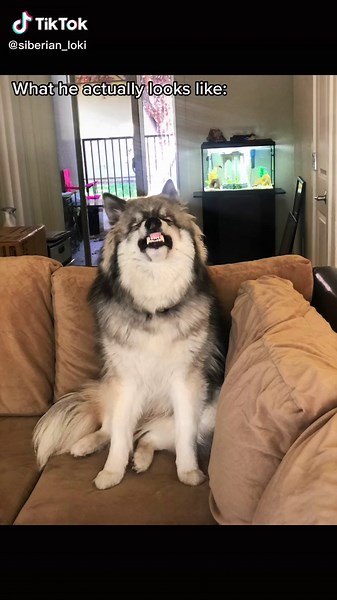 Siberian Husky: Expectations vs Reality