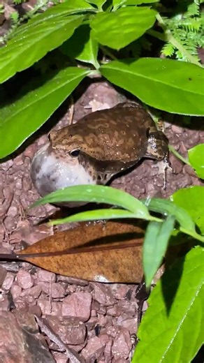 Can't Stop Laughing at This Frog's Funny Jumps and Croaks