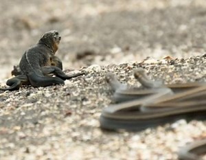 30K views · 535 reactions | Wonderful Survival instincts !!! This iguana is an amazing survivor in the desert of snakes. Speed, agility, courage, even crushed under the weight of his opponent, this little iguane struggled to the end to save his life. So AMAAAAZING!! #Iguana_vs_snakes | Wild Animal World | Facebook