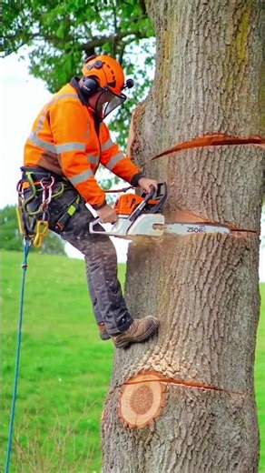 Intense Arborist Skills: Chainsaw Tree Top Cuts at Insane Height #treework#chainsaw#treeclimbing