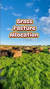 paano nga ba mag calculate ng grass pasture allocation based sa Herd demand, supply per hectare, area required at kung ilang kilo dapat ang pinapakain sa ating mga Baka #Grasspastureallocation #cows #dairyfarming #newzealanddairyfarming #farming #grass #grasspasture #kapangarapvlognewzealand | Kapangarap vlog New Zealand