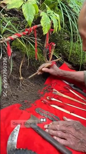 Ginseng Roots Harvesting Secrets Revealed! #shorts #ginseng