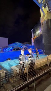 1.9K views · 85 reactions | Now, it’s the girls turn. Here’s Katina, Malia and Nalani!! #seaworld #orcas #demonstration #stunning | Travisandcousins | Facebook