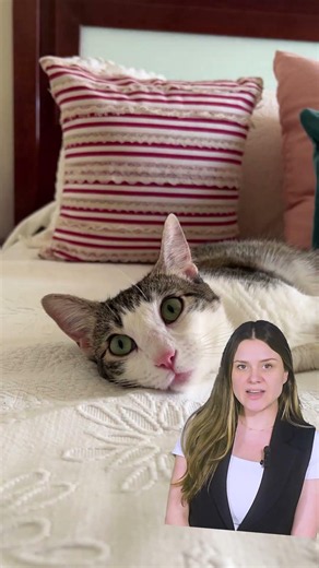 Why Is My Cat Coughing? Asthma, Allergy or Cold?