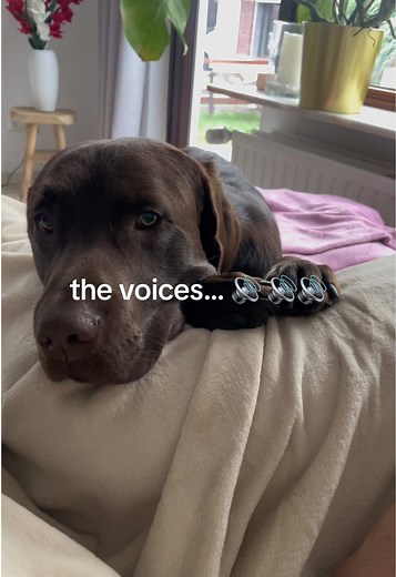 Funny Labrador Dog Voices Compilation