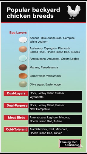 Popular backyard chicken breeds #poultrytips #animalhealth #Tier1Farming | Farming Tech& Business