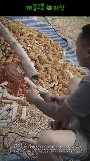 드릴과 대나무로 만든 옥수수 탈곡기 제작 및 사용법 #corn #farming #diy #lifehack #tool