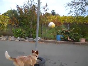 Dogs playing tetherball