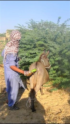 Donkey vs Cucumber: What happened next? 😂 #shorts