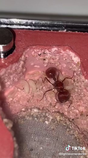 Lights Camera Ants on TikTok