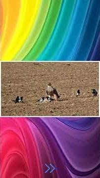 Steppe Eagle – The Powerful Migratory Giant of Iran