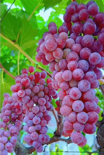 Quran Tilawat: Soothing Recitation with Fresh Fruit Ambience