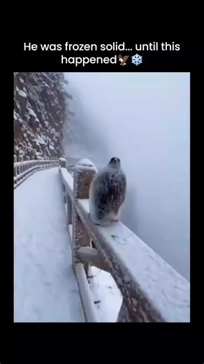 GLOBAL Explained on Instagram: "depicts a rescuer chipping ice off a bald eagle frozen to a snowy railing before it flies away, amassing 433,000 views and 2,200+ likes within hours of posting on January 27, 2026. Replies overwhelmingly dismiss the 15-second video as AI-generated, pointing to unnatural ice formations and fluid animations inconsistent with real wildlife footage, with no matching verified incidents reported by wildlife organizations. . . . ( This Content is for educational purposes
