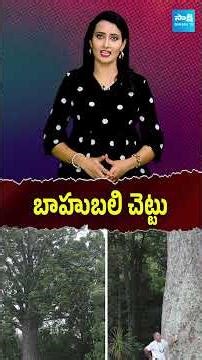 The Bahubali Tree of New Zealand 🌳 | 2,000-Year-Old Giant Kauri Tree Explained