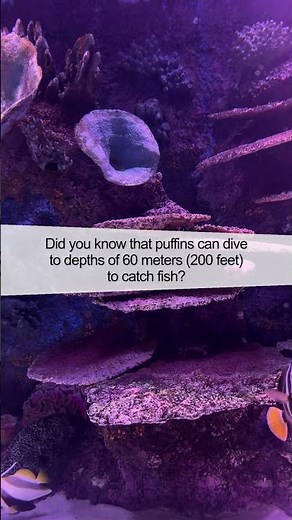 The Fascinating World of Puffins: Nature's Clown Birds