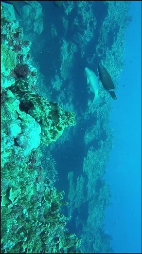 Octopuses primarily swim using jet propulsion #4k #asmr #shorts #aquarium #fun #nature #scubadiving