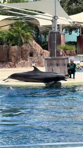 SeaWorld Orlando, best Park in the world. With Starbuck Dolphins adventures