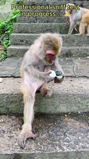 When You Try A Healthy Snack For The First Time😂 #wildlifeentertainment