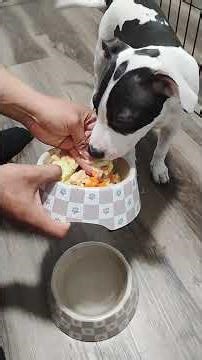IT'S MY FEEDING TIME! it's lunchtime! watch me hand feed my beautiful 15 week APBT DIAMOND💎💎💎💎💎💎💎💎💎💎